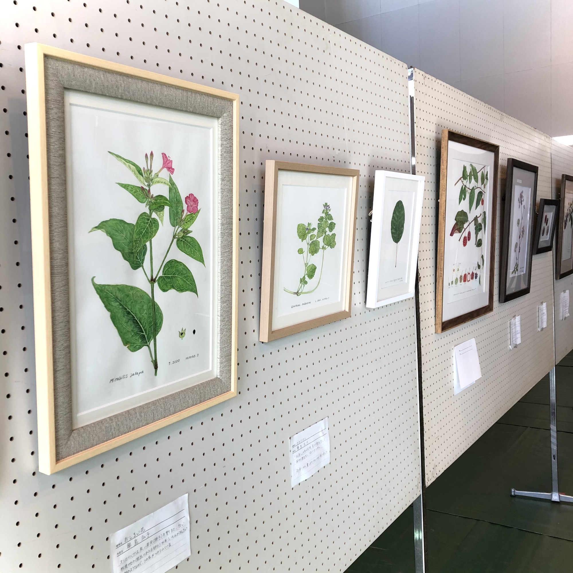 作品展 Botanical Art Classes