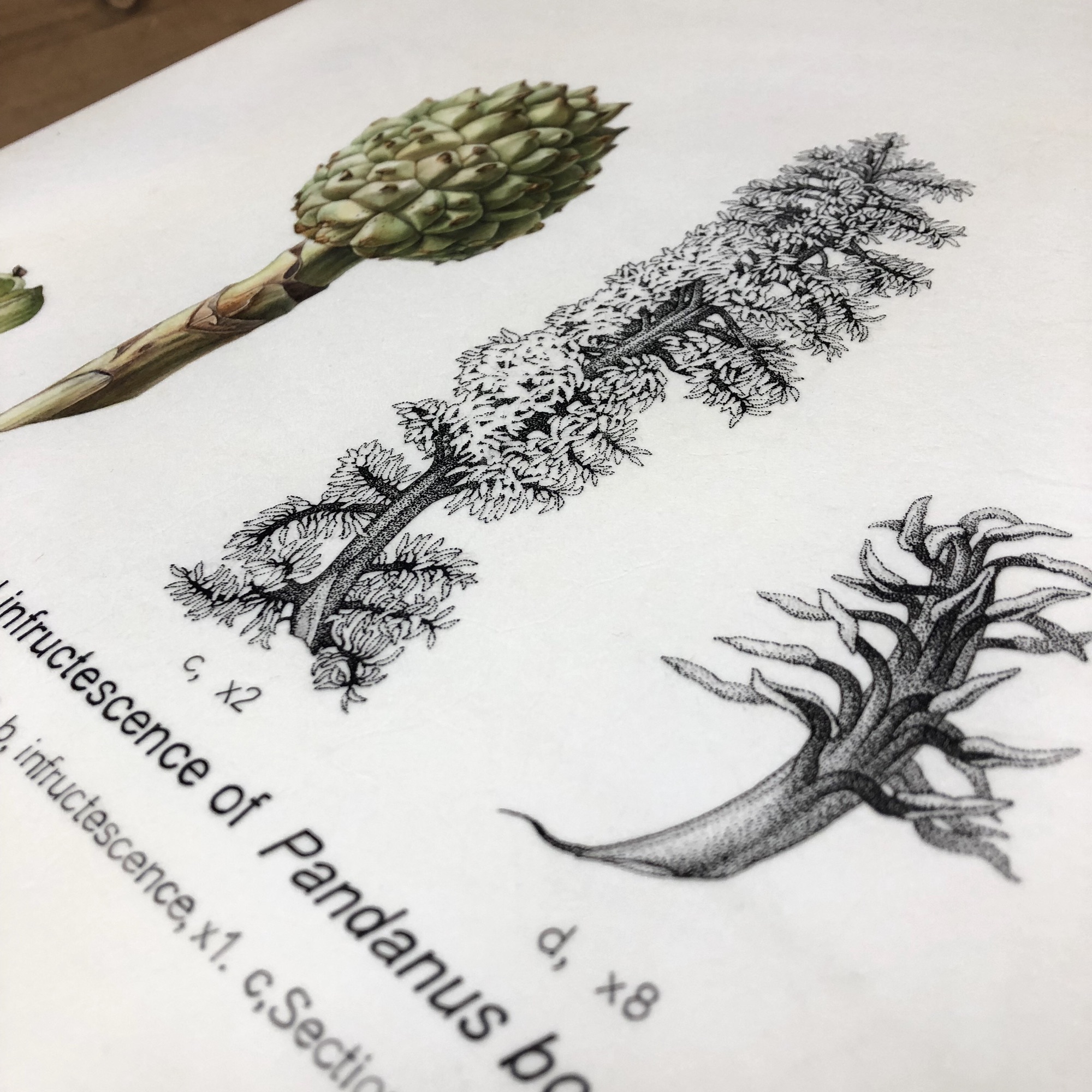 11月10日 Botanical Art Classes
