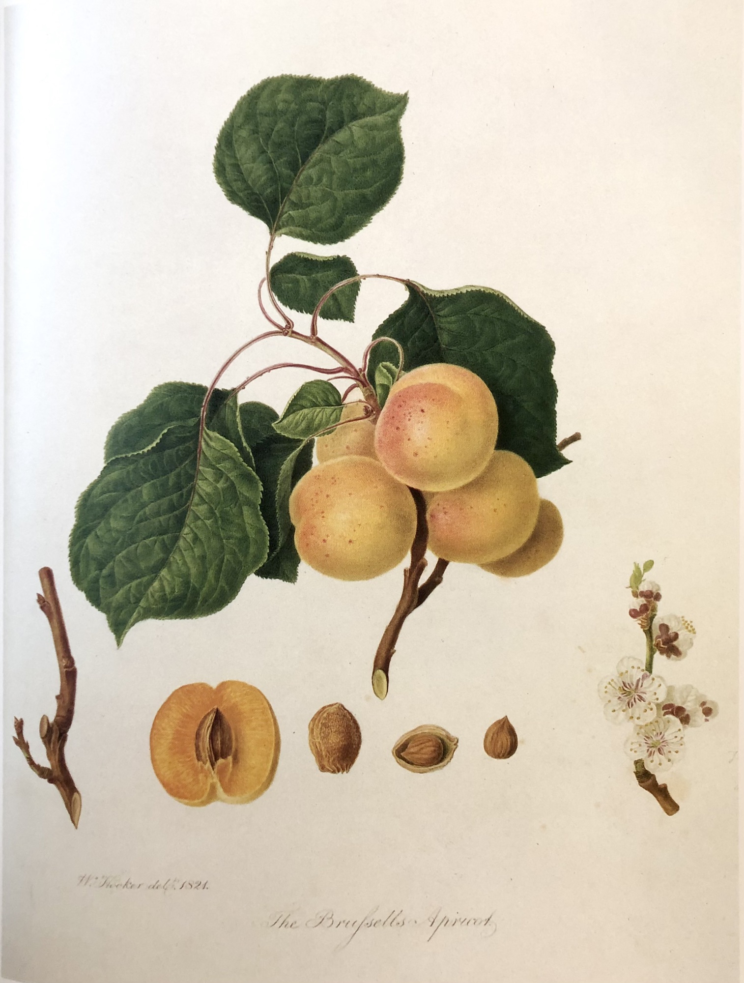 10月30日 Botanical Art Classes