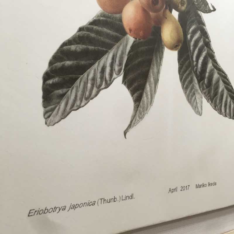 学名表記 Botanical Art Classes