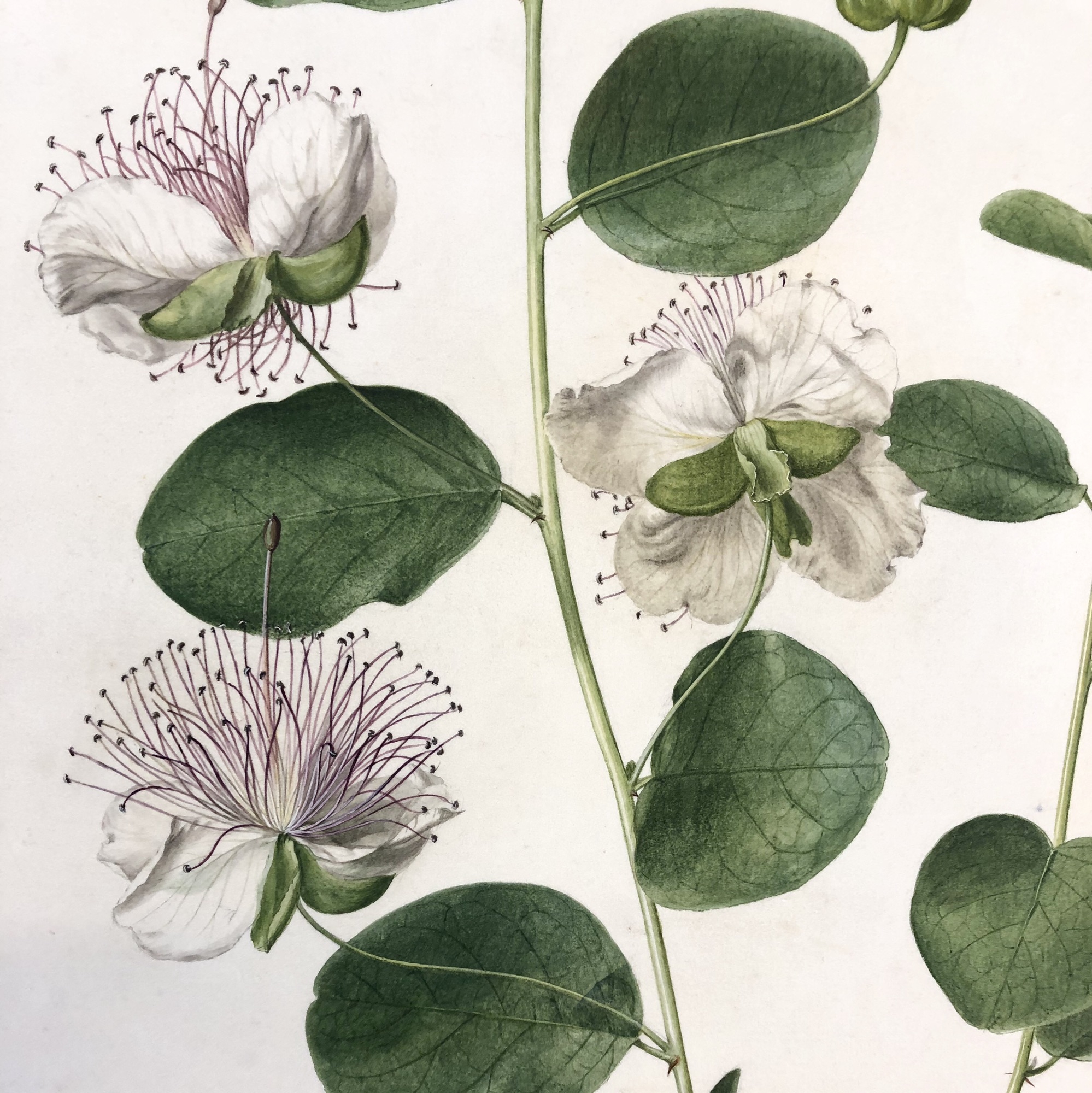 11月14日 Botanical Art Classes