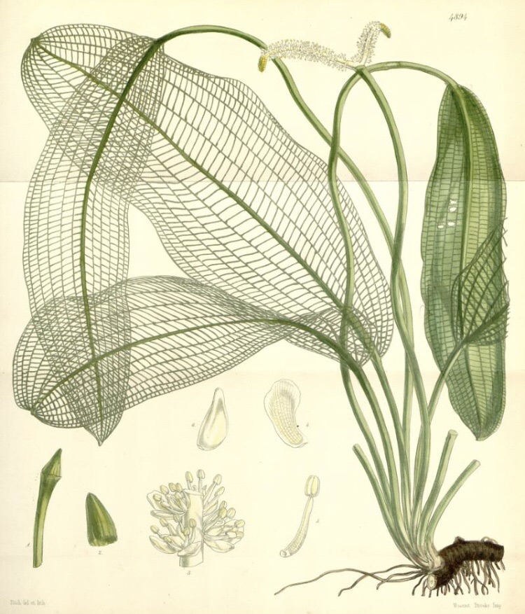 10月16日 Botanical Art Classes