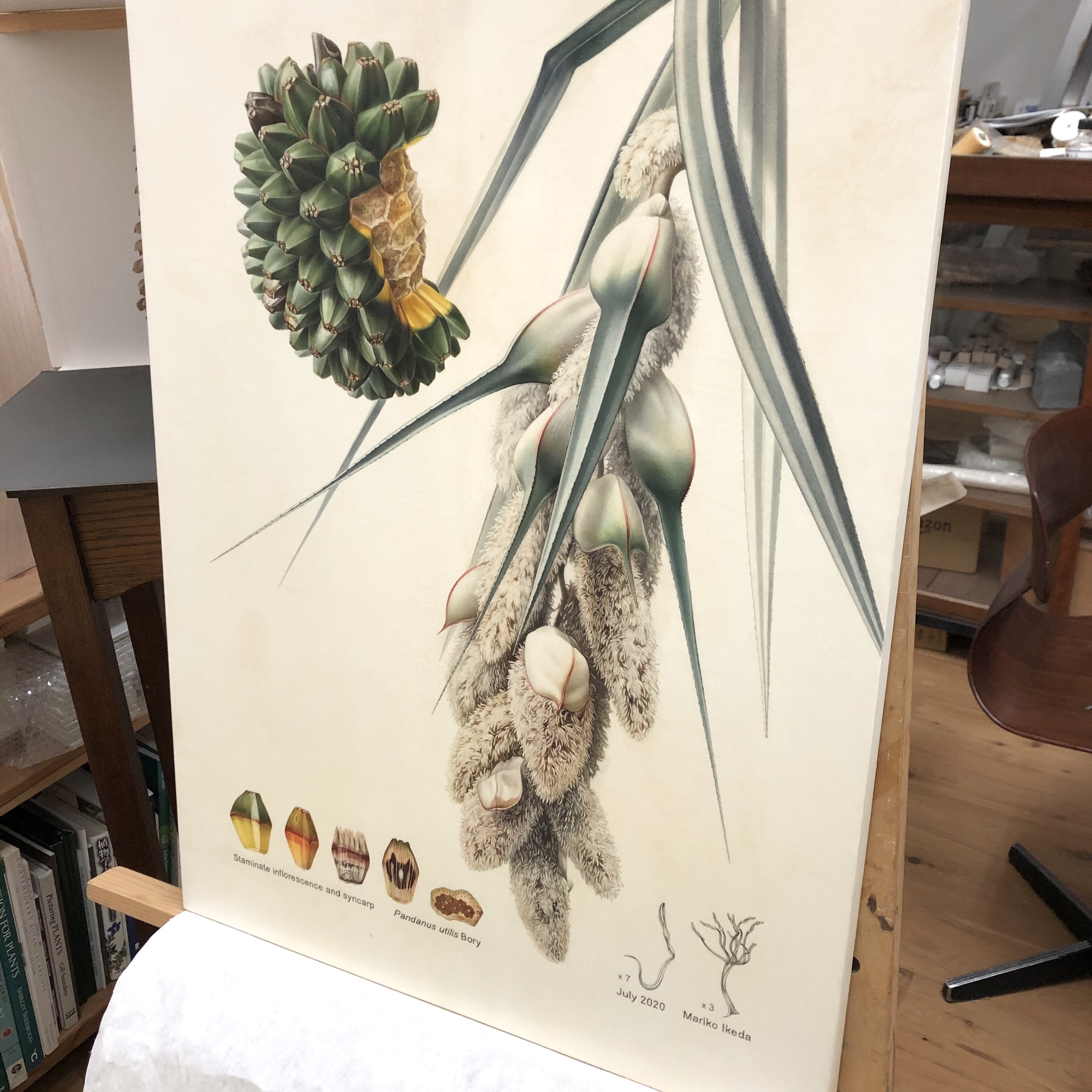 10月14日 Botanical Art Classes