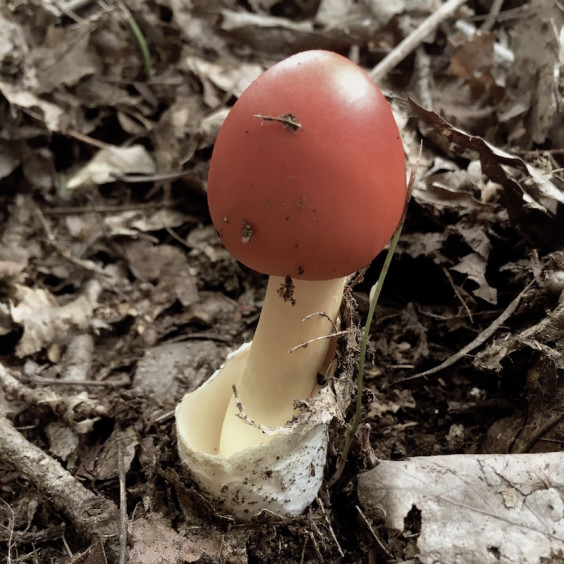 タマゴタケ Botanical Art Classes
