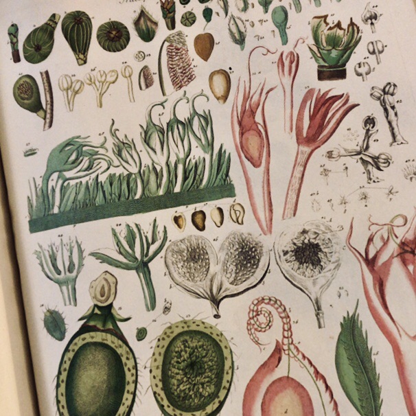 6月13日 Botanical Art Classes