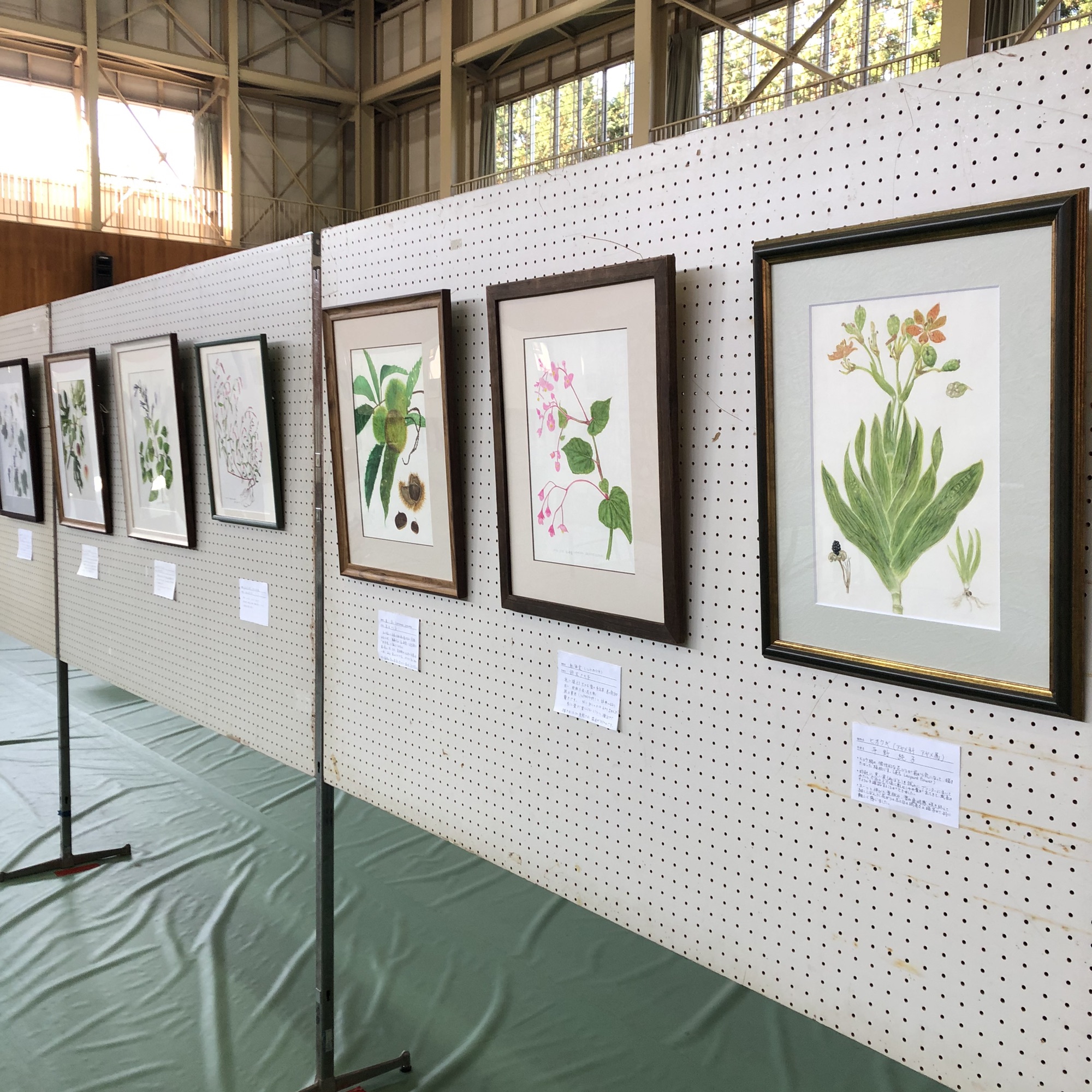 ギャラリー展 Botanical Art Classes