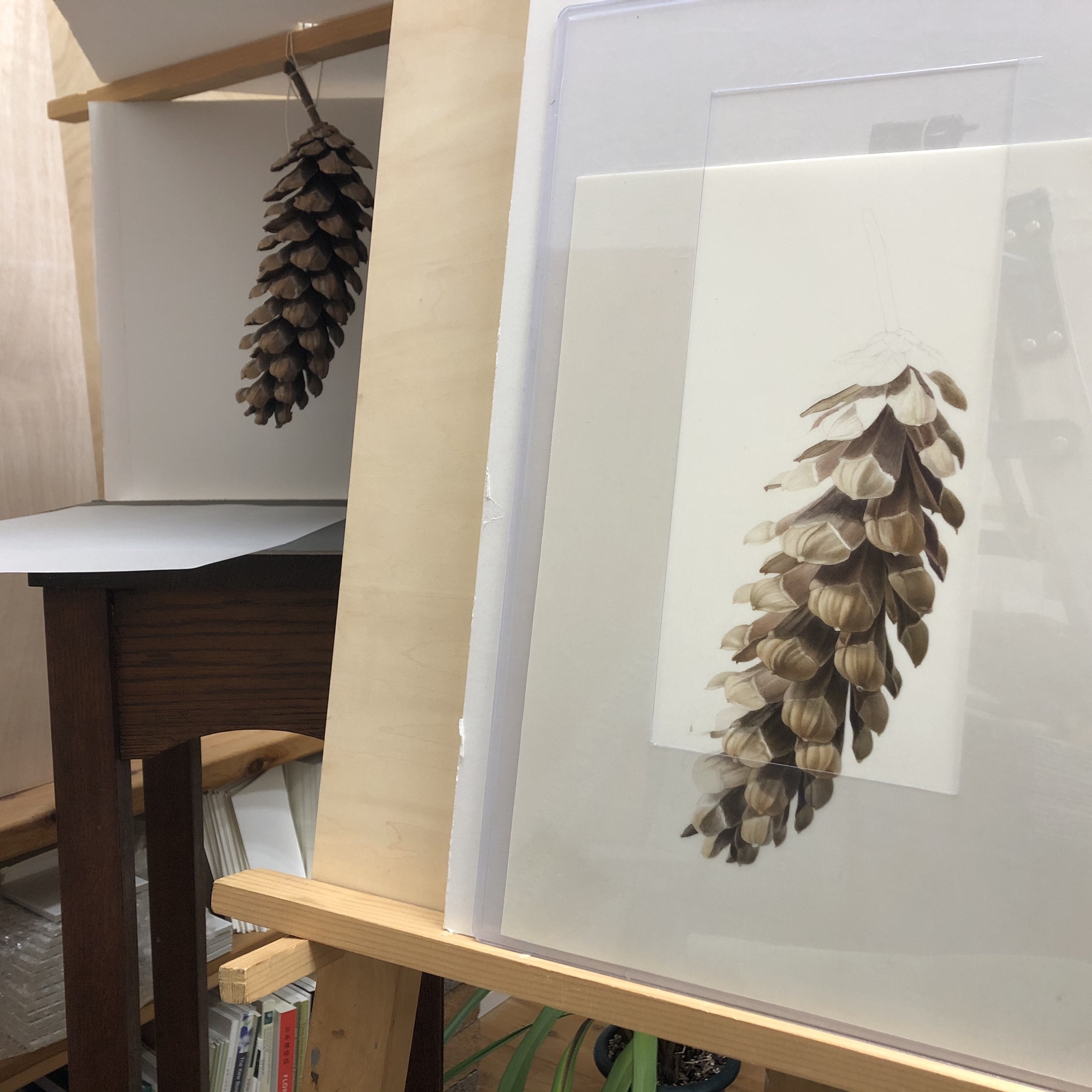10月18日 Botanical Art Classes