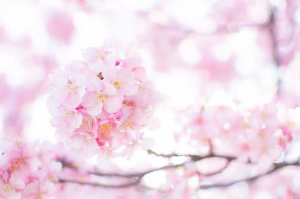 出会いと別れの季節 ココロとカラダをゆるめて軽やかに ココロとカラダのメンテ術 Body Mainte Corch Marie 出会いと別れの季節 ココロとカラダをゆるめて軽やかに ココロとカラダのメンテ術 Body Mainte Corch Marie