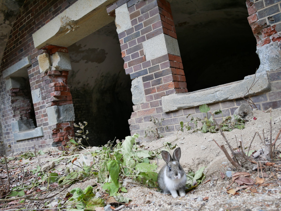 大久野島 Departure