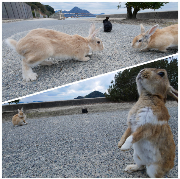 大久野島 Departure