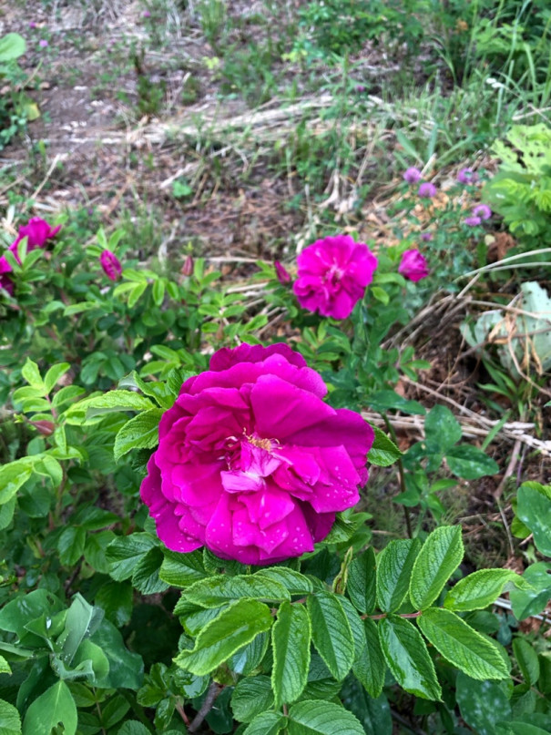 ハマナスの花 Essentia 公式sns