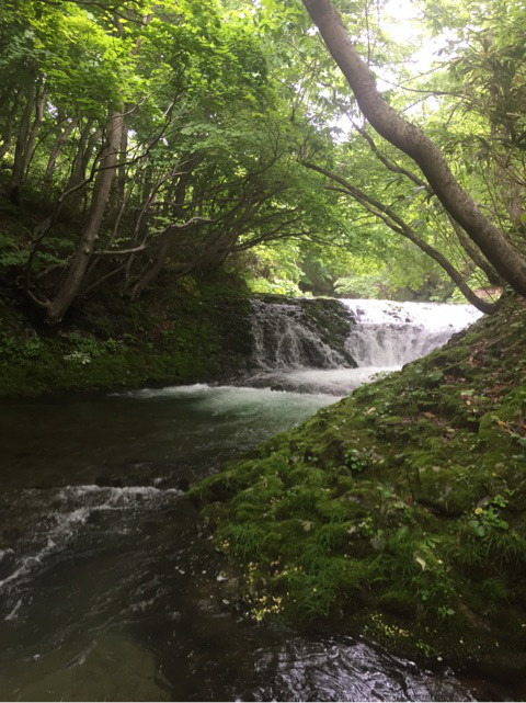 北海道の西 オオバクロモジ Essentia 公式sns