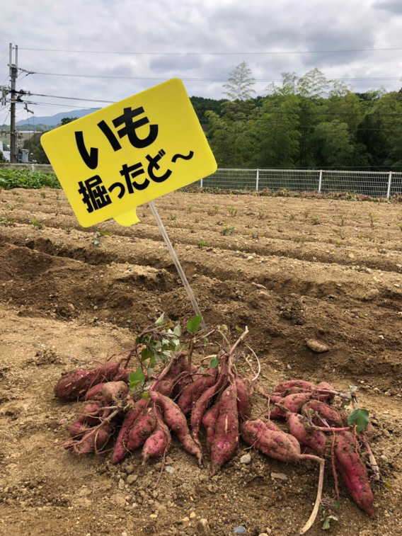 大阪西南rac10月第1 芋掘り q例会 例会報告 2660rotaract