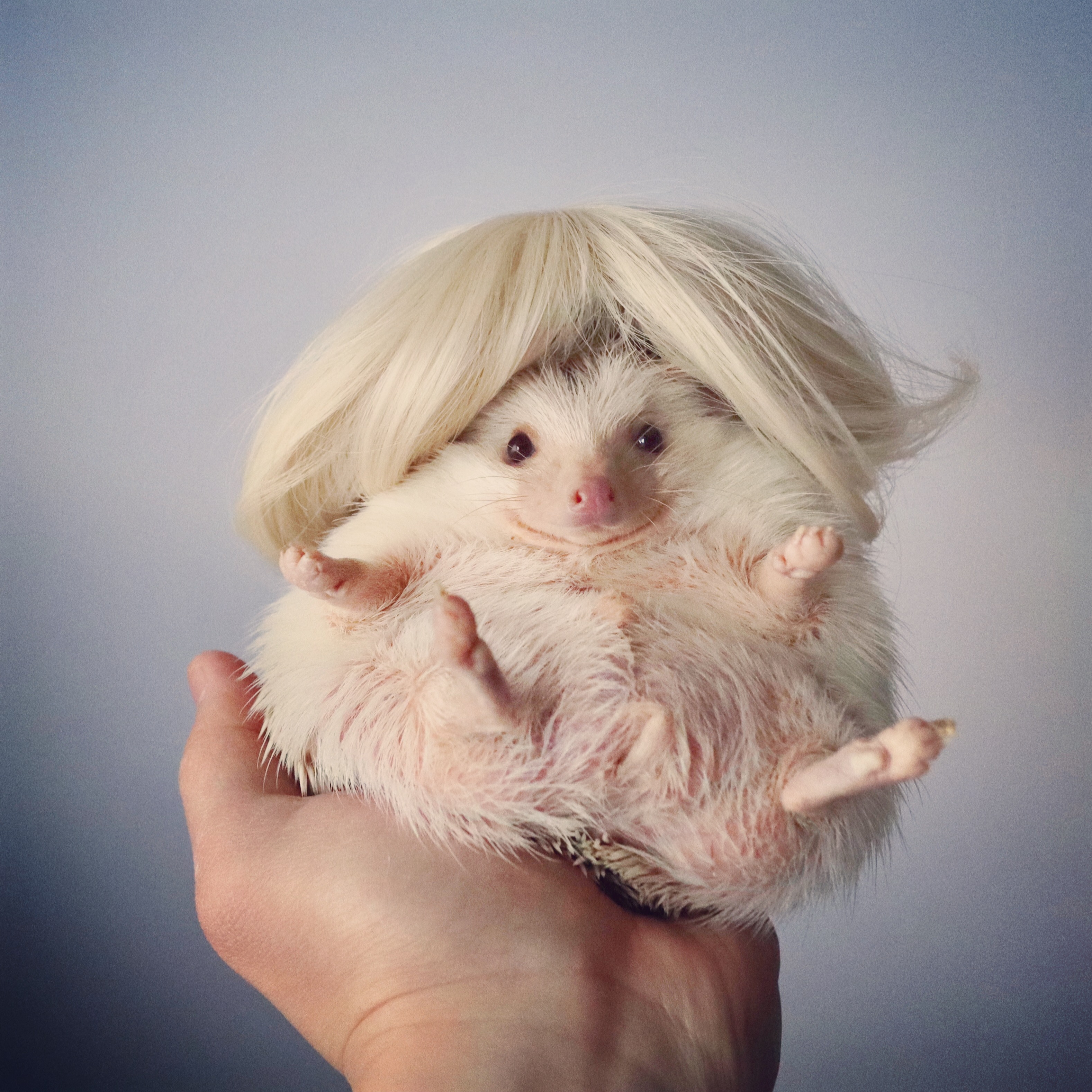 展示作家 ハリジェニック展