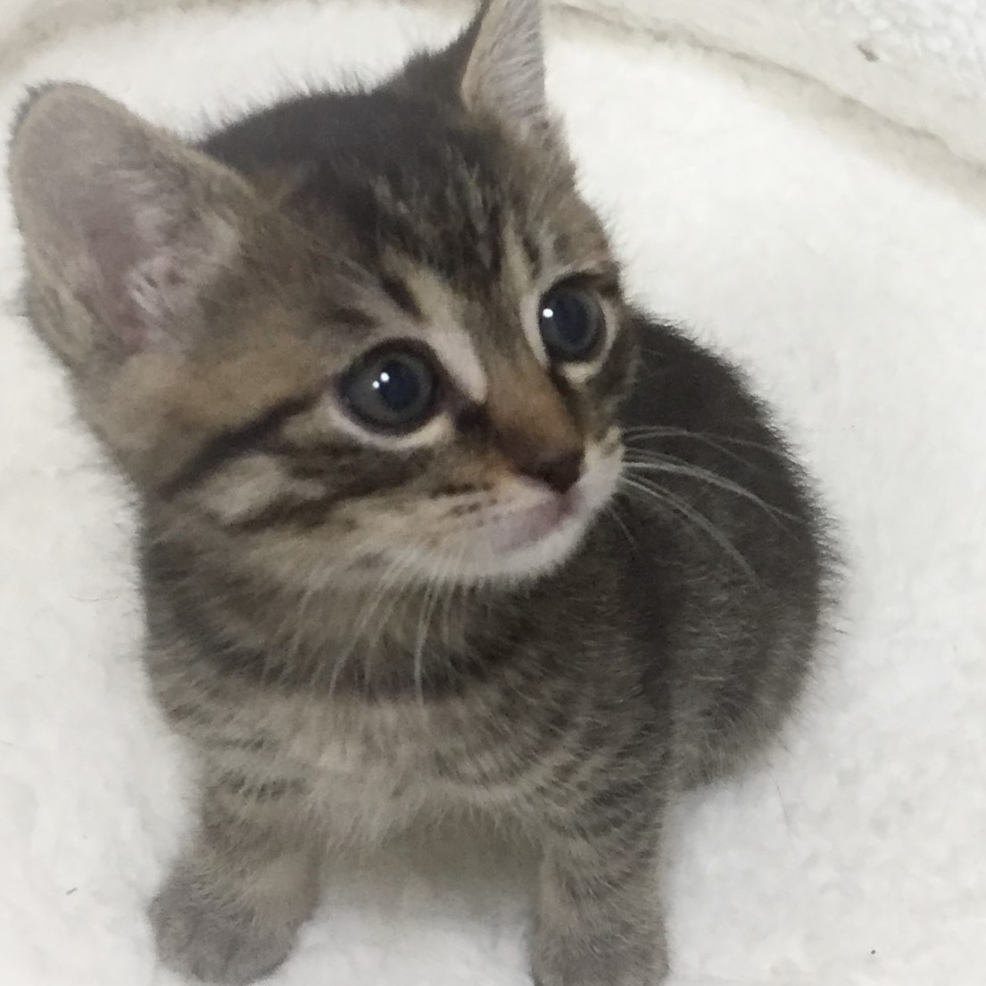ねこエイド（neko aid）