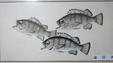 魚拓 チャーター船 海信丸 魚拓 チャーター船 海信丸