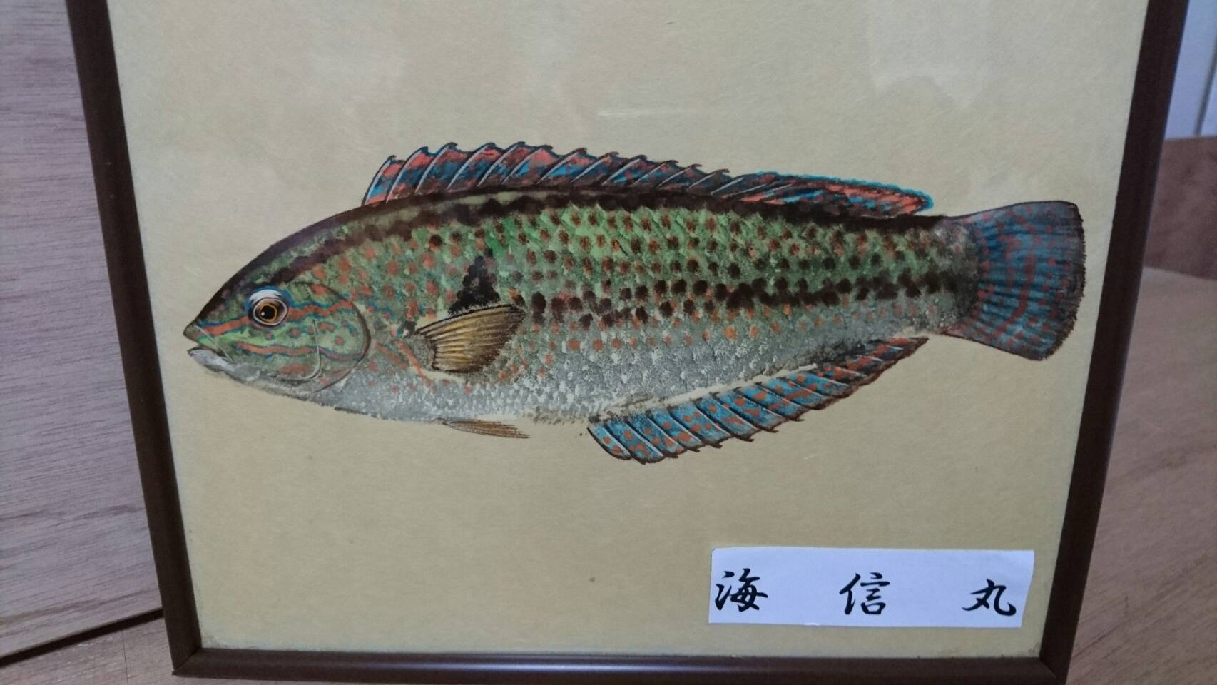 キュウセンベラ チャーター船 海信丸