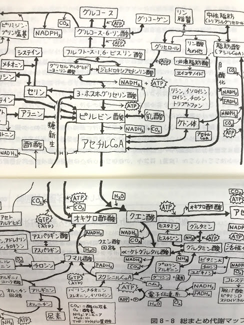 栄養コラム 体の仕組みは 思ったよりも複雑 Savarin