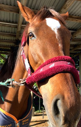 鹿児島大学馬術部 共同獣医学部 馬の未来に彩りを