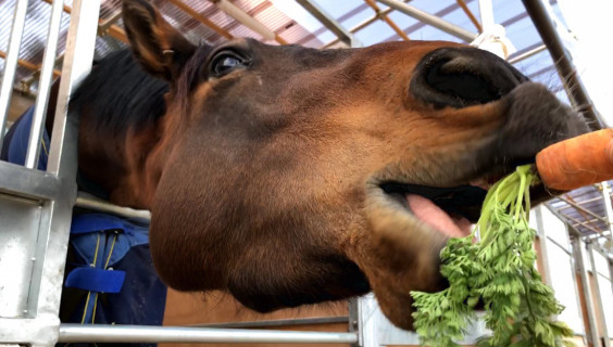 ハヤテくんのニンジンおねだり看板 馬の未来に彩りを