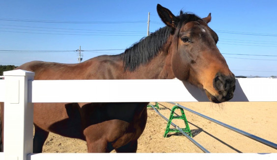 ハヤテくんのニンジンおねだり看板 馬の未来に彩りを