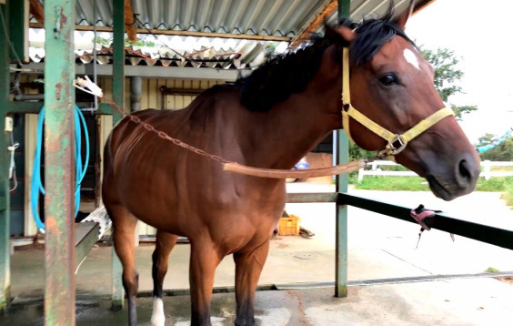乗馬クラブの台風対策について 馬の未来に彩りを