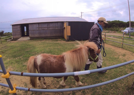 奄美大島 あやまる牧場様へ行ってきました 馬の未来に彩りを