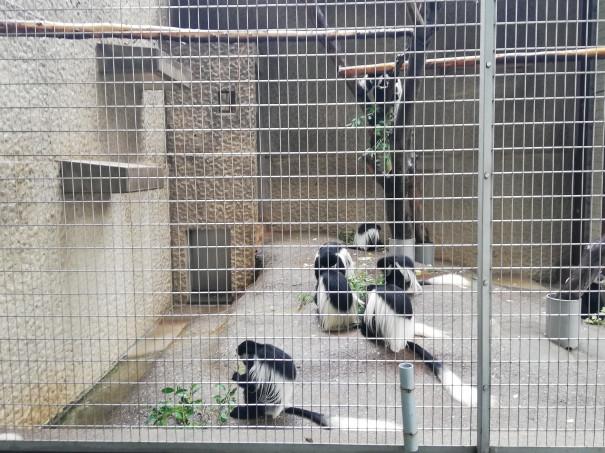 プロジェクトその24 上野動物園 やまさんファミリー