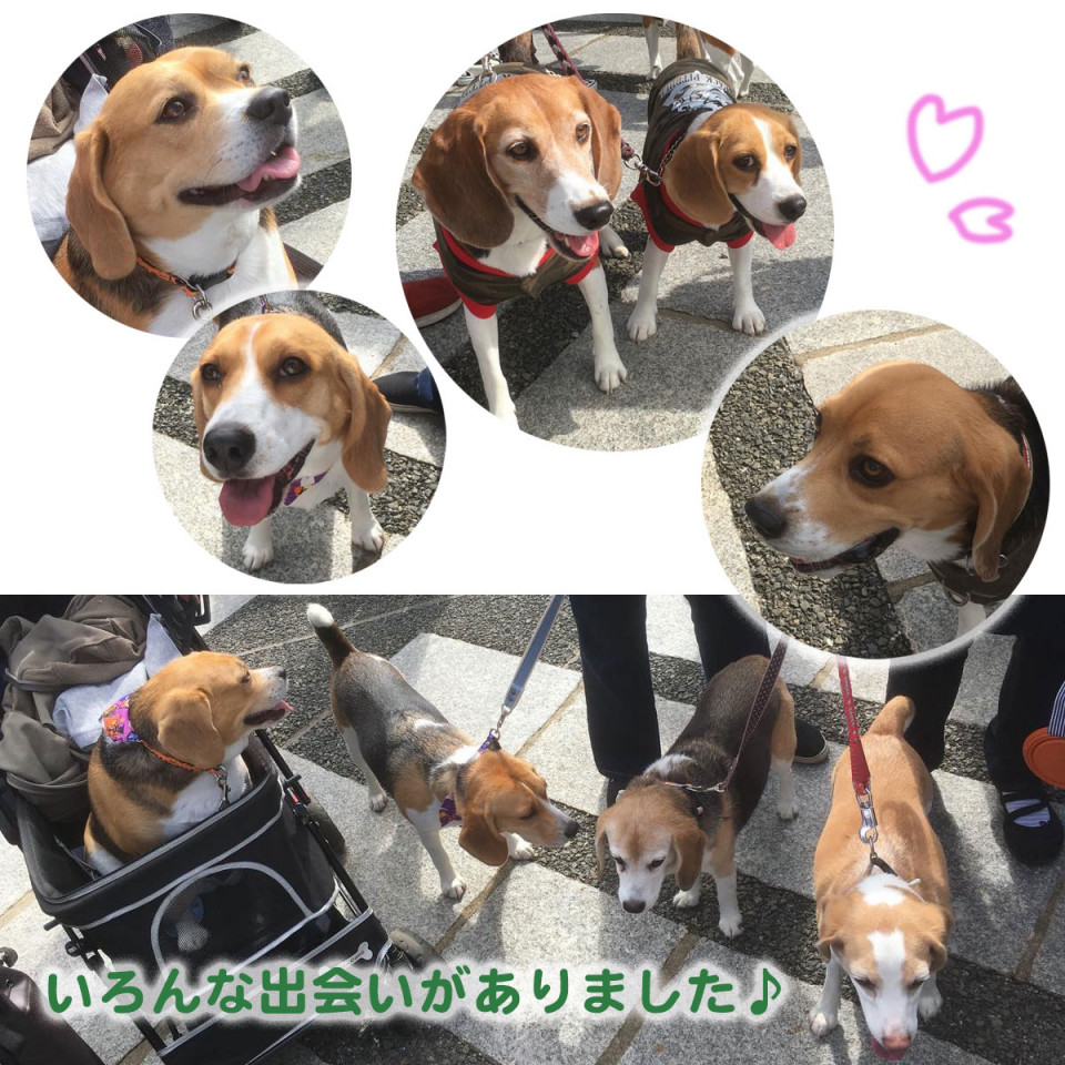 わんこ祭り 駒沢公園 19 10 19 ビーグル犬 イラスト カフェ