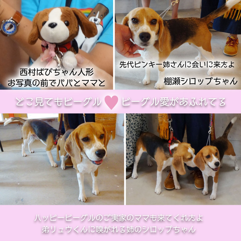 愛犬と入れる写真展u ェ U ビーグル犬 イラスト カフェ