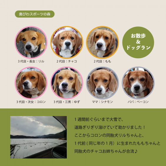 コロン初めての里帰り みんなでお散歩 ドッグラン編 ビーグル犬 イラスト カフェ コロン初めての里帰り みんなでお散歩 ドッグラン編 ビーグル犬 イラスト カフェ