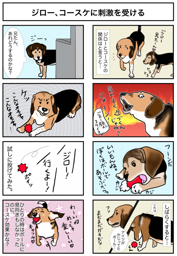 漫画 ビーグル犬ジローとコースケ 7 コースケ効果 ビーグル犬 イラスト カフェ