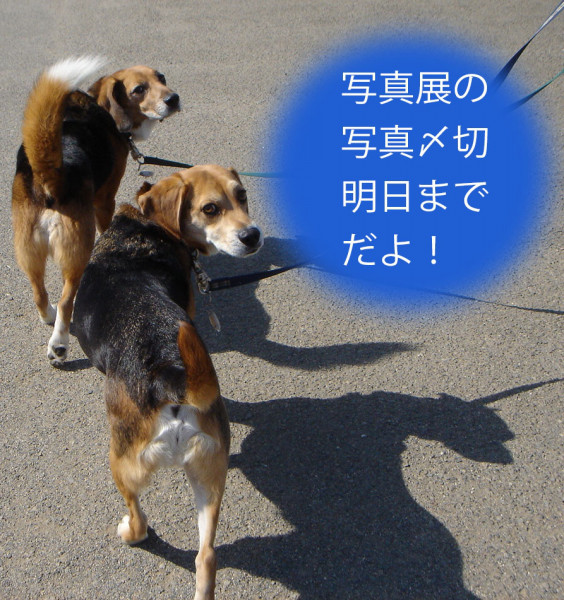 すべての動物の画像 トップ100ビーグル イラスト 簡単 すべての動物の画像 トップ100ビーグル イラスト 簡単