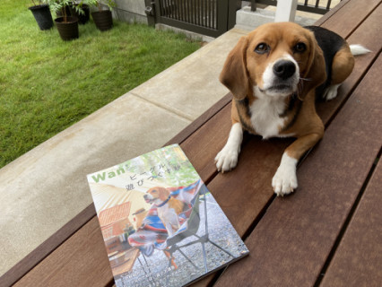 コロン ビーグル犬 イラスト カフェ