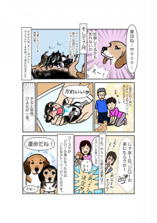漫画 ビーグル犬ジローとコースケ ビーグル犬 イラスト カフェ