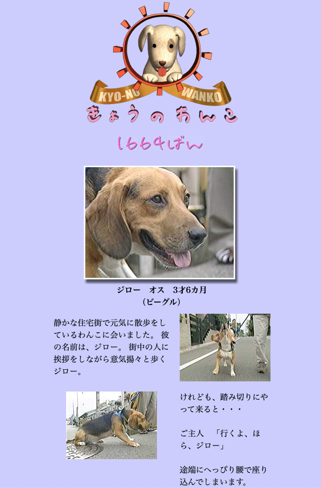 お知らせ 今日のわんこにビーグルが出るよ ジローも出たよ ビーグル犬 イラスト カフェ