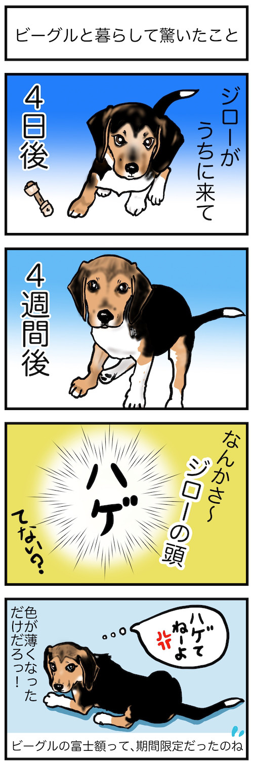 漫画 ビーグル犬ジローとコースケ 22 ハゲた ビーグル犬 イラスト カフェ