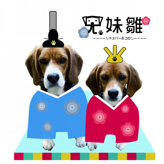 コロン初節句 ビーグル犬 イラスト カフェ コロン初節句 ビーグル犬 イラスト カフェ