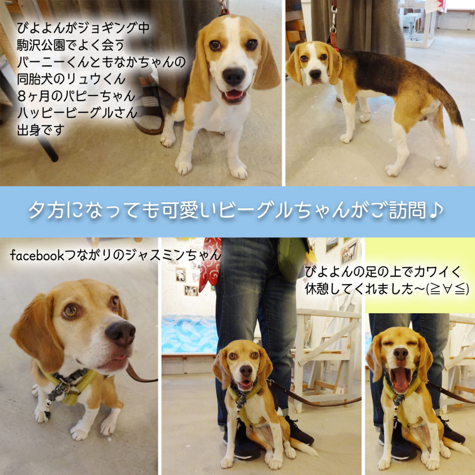 1日目は 再会ラッシュ ビーグル犬 イラスト カフェ 1日目は 再会ラッシュ ビーグル犬 イラスト カフェ