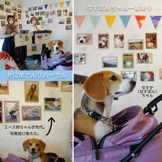 Anuenue虹の橋ビーグル写真展１日目 Open ビーグル犬 イラスト カフェ