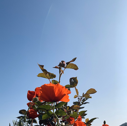 花言葉 広島県広島市プリザーブドフラワー かわいいプリザーブドフラワー お花のお店 Grassk