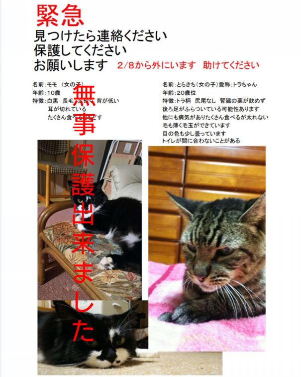 迷子の猫ちゃんを探しています 追記 動物保護団体わんにゃんこ