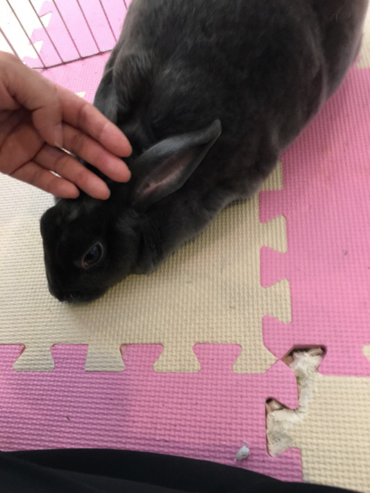 うさぎカフェに行って来ました パトリシアさんのリラク生活