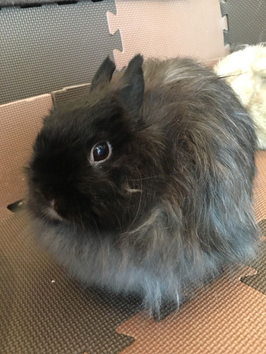 うさぎカフェに行って来ました パトリシアさんのリラク生活