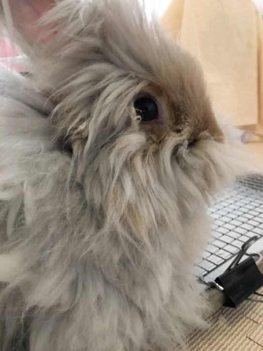 うさぎカフェに行って来ました パトリシアさんのリラク生活