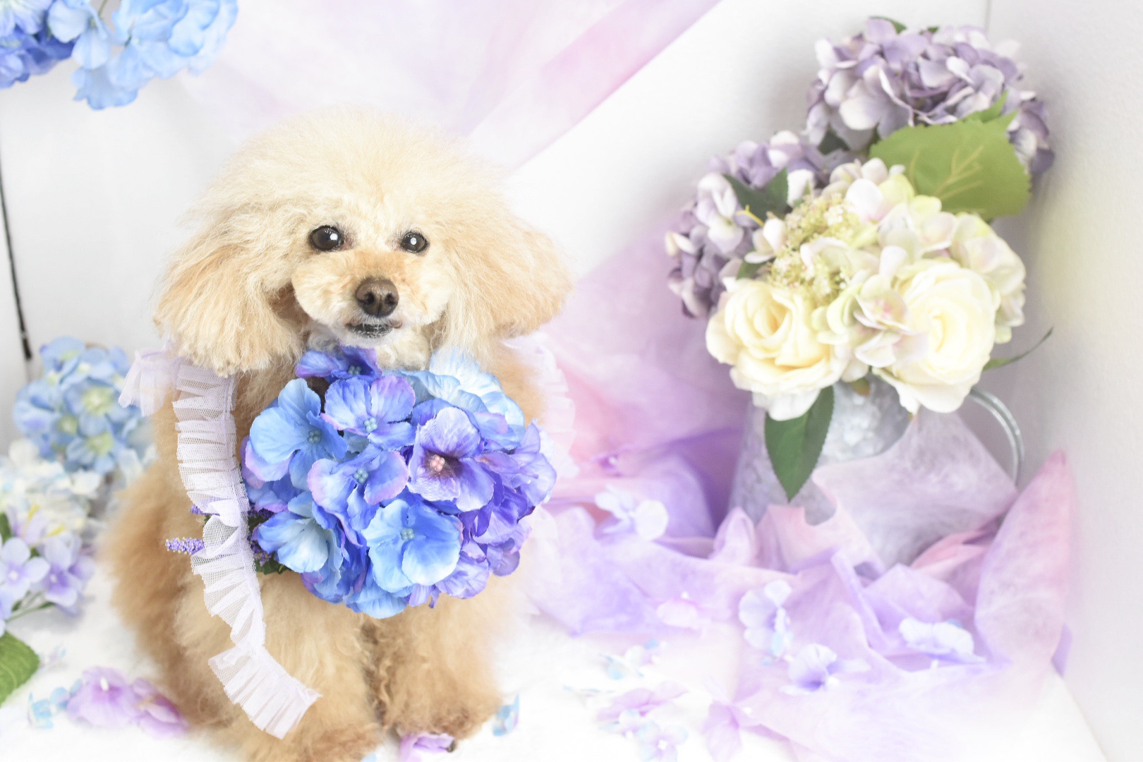 6月のフォトブース  dog salon MOKK