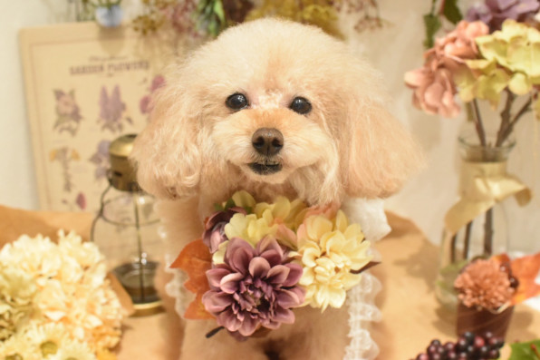 9月のフォトブース Dog Salon Mokk