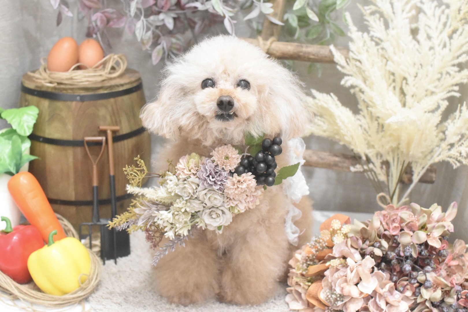 9月のフォトブース | dog salon MOKK