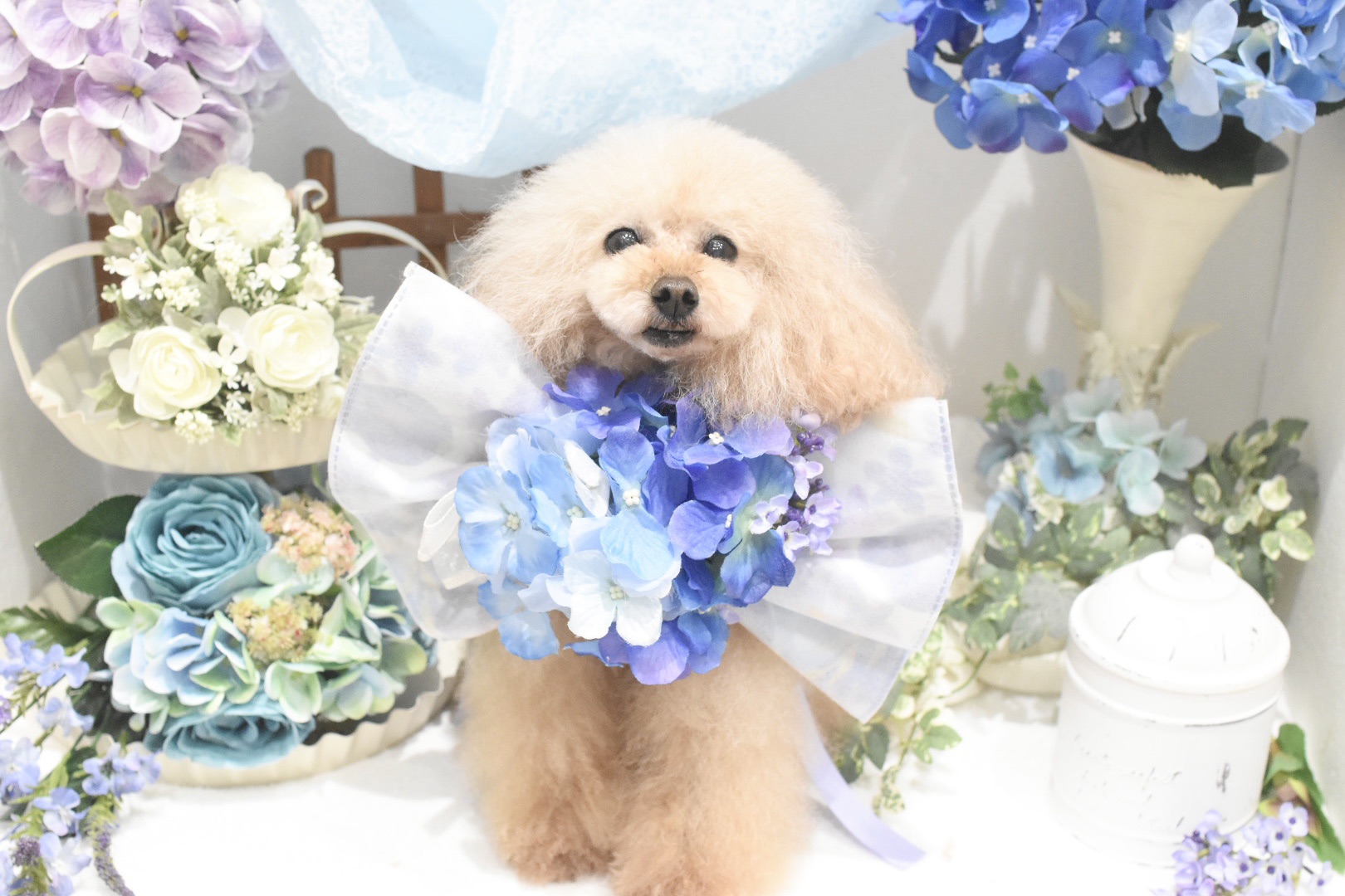 6月のフォトブース | dog salon MOKK