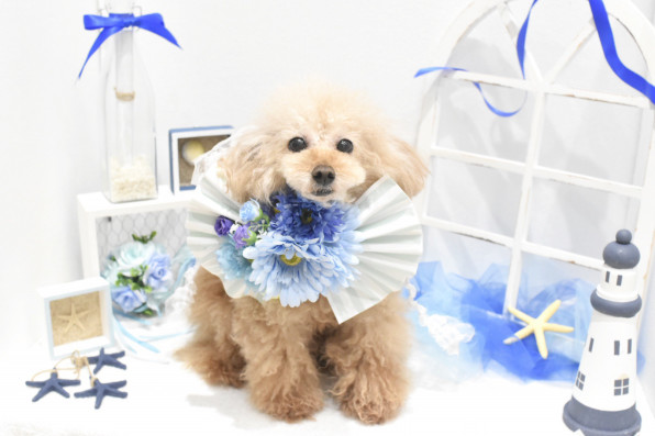 8月のフォトブース Dog Salon Mokk 8月のフォトブース Dog Salon Mokk